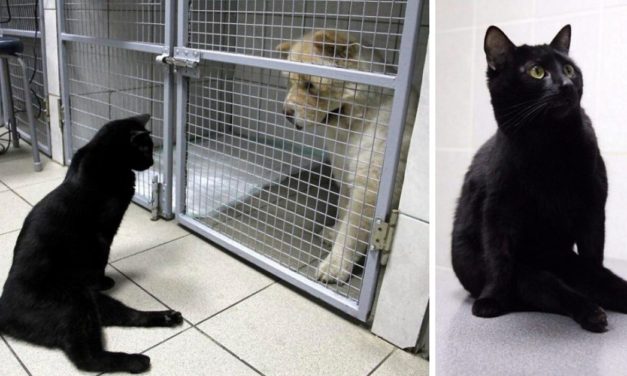 WATCH: Disabled Cat Drags Himself Around A Vet Clinic To Comfort Sick Pets
