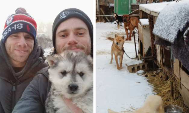Olympic Skiers Put An End To A South Korean Dog Meat Farm