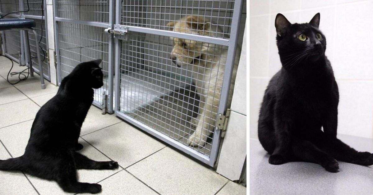 WATCH: Disabled Cat Drags Himself Around A Vet Clinic To Comfort Sick Pets