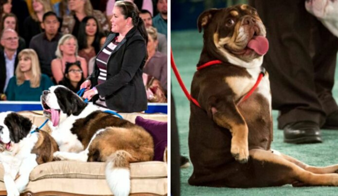 Finally, A First-Ever American Rescue Dogs Show That Puts The Spotlight On Rescue Dogs Only!