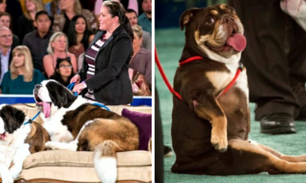 Finally, A First-Ever American Rescue Dogs Show That Puts The Spotlight On Rescue Dogs Only!