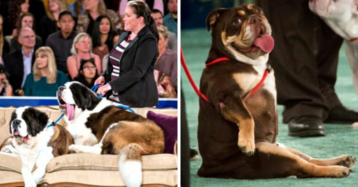 Finally, A First-Ever American Rescue Dogs Show That Puts The Spotlight On Rescue Dogs Only!