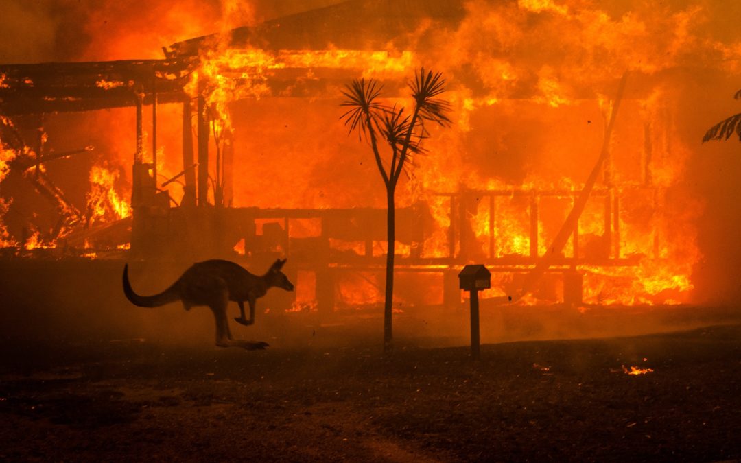 Australian Bushfires Push Entire Species To Extinction