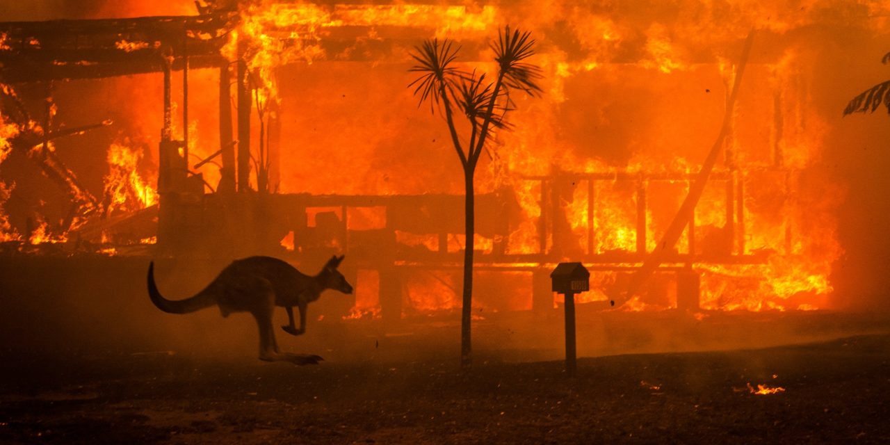 Australian Bushfires Push Entire Species To Extinction