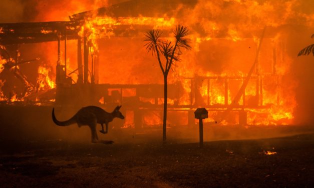 Australian Bushfires Push Entire Species To Extinction