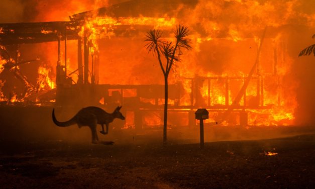 Australian Bushfires Push Entire Species To Extinction