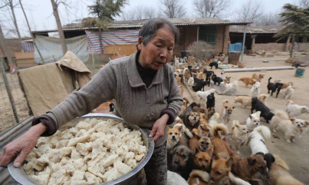 Five Elderly Chinese Women Feed 1,300 Starving Dogs Every Morning