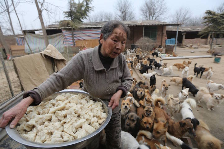 Five Elderly Chinese Women Feed 1,300 Starving Dogs Every Morning
