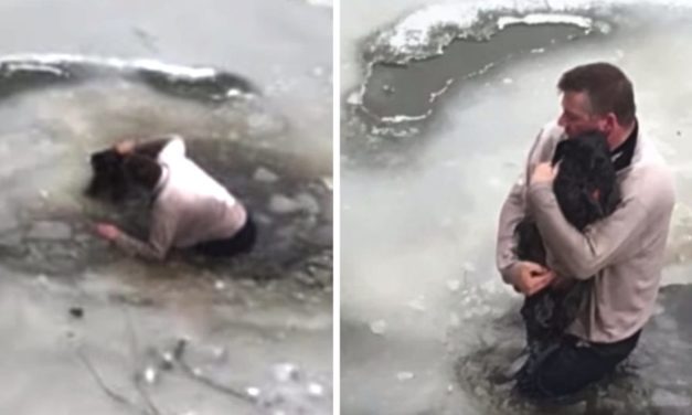 A Man Becomes a Hero After Saving a Dog From Freezing in Icy Water