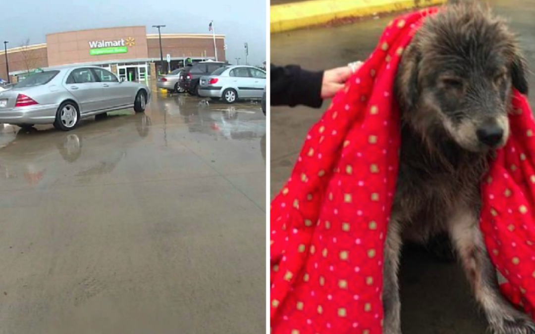 Terrified Dog Dumped In Freezing Rain Is Too Heartbroken To Move