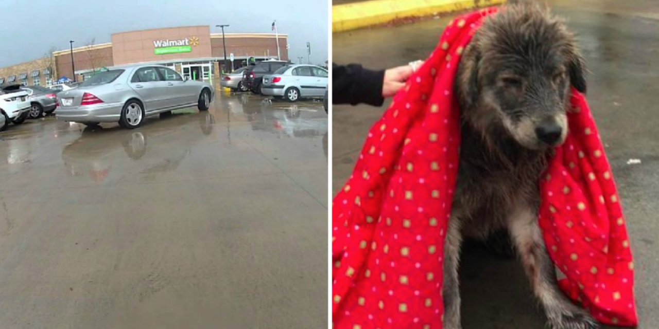 Terrified Dog Dumped In Freezing Rain Is Too Heartbroken To Move