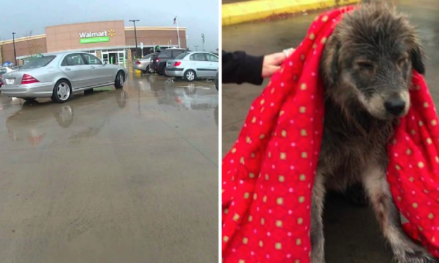 Terrified Dog Dumped In Freezing Rain Is Too Heartbroken To Move