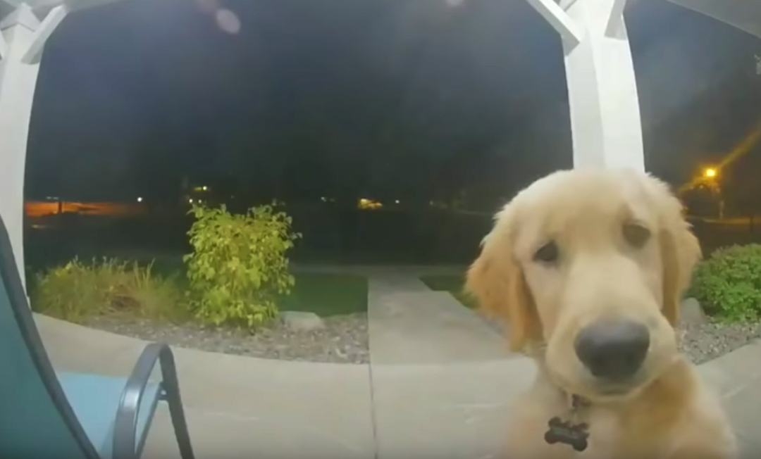 Dog Rings The Doorbell To Get Back Home After Escaping