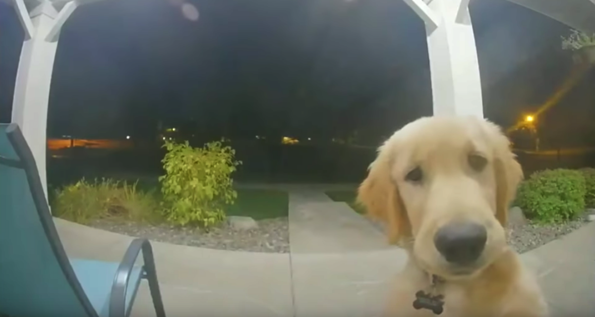 Dog Rings The Doorbell To Get Back Home After Escaping