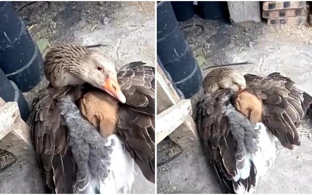 Touching Scene Of A Goose Keeping An Abandoned Puppy Warm In Cold Weather