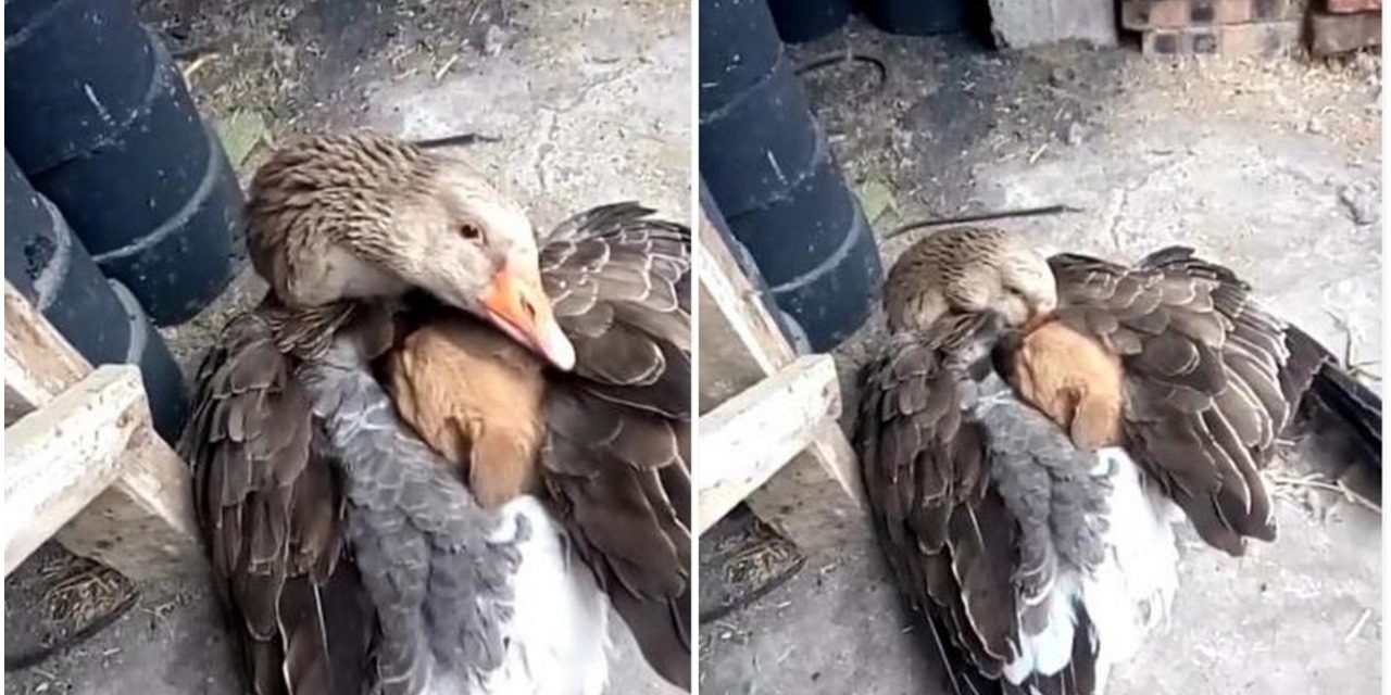 Touching Scene Of A Goose Keeping An Abandoned Puppy Warm In Cold Weather