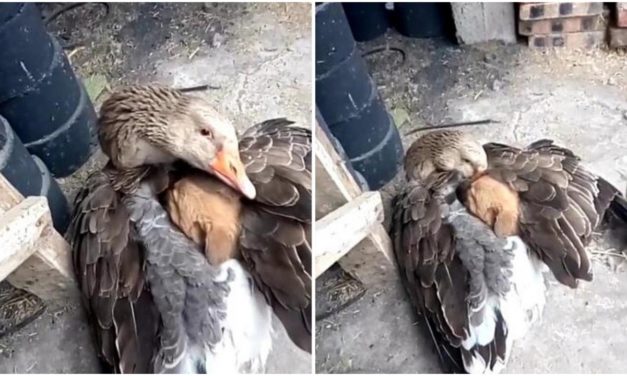 Touching Scene Of A Goose Keeping An Abandoned Puppy Warm In Cold Weather