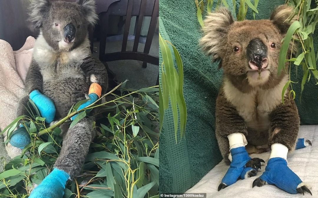 Billy The Koala Who Won Hearts Around The World When He Was Rescued, Dies From His Injuries