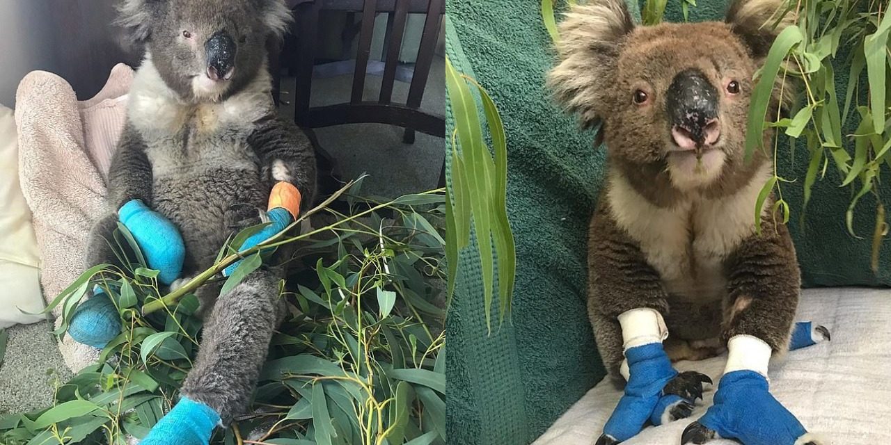 Billy The Koala Who Won Hearts Around The World When He Was Rescued, Dies From His Injuries
