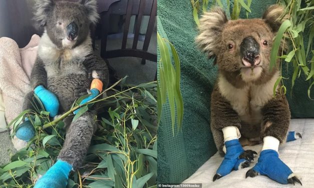 Billy The Koala Who Won Hearts Around The World When He Was Rescued, Dies From His Injuries