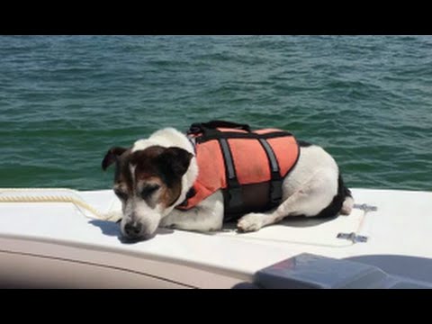 Lost Dog At Sea Miraculously Found Alive 5 Miles From The Shore