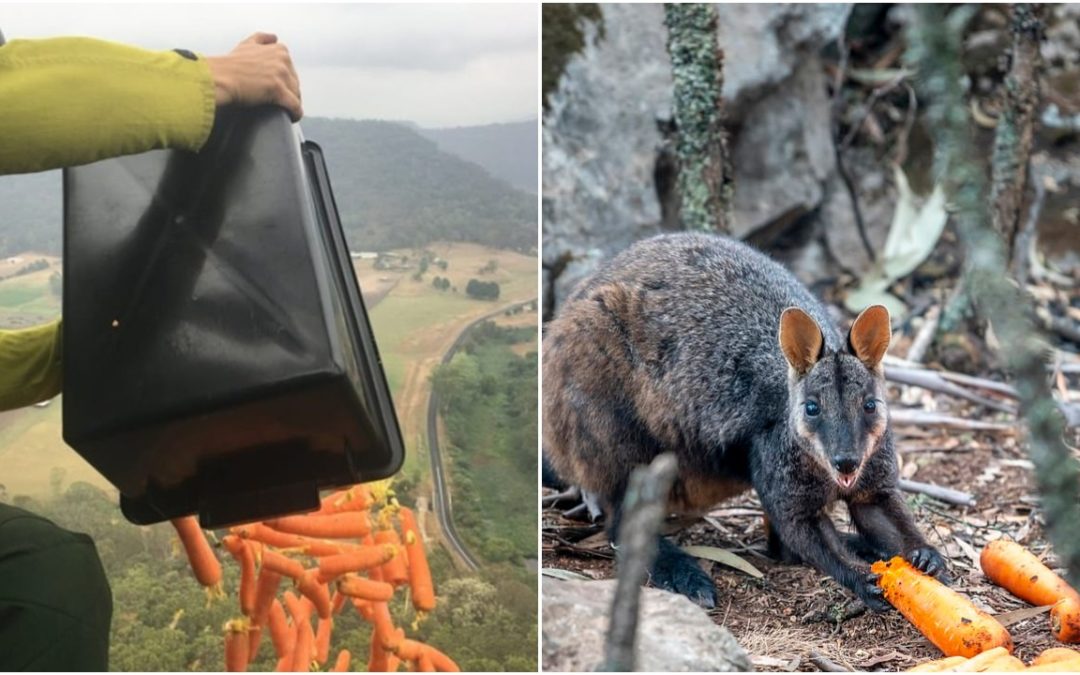 Choppers Make Rain Of Carrots To Feed Starving Wildlife In The Australian Bushfire Crisis