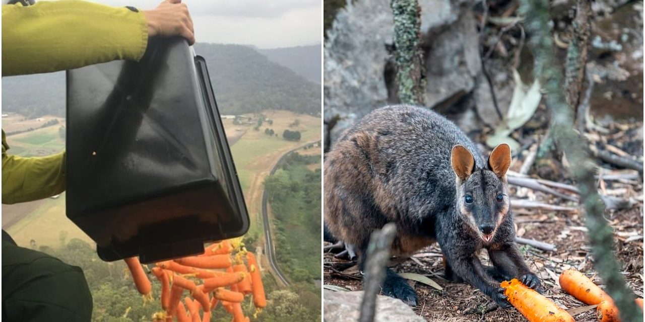 Choppers Make Rain Of Carrots To Feed Starving Wildlife In The Australian Bushfire Crisis