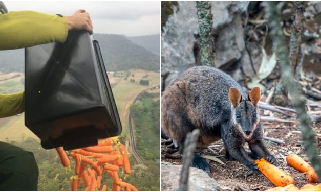Choppers Make Rain Of Carrots To Feed Starving Wildlife In The Australian Bushfire Crisis