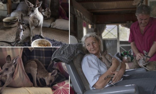 Australian Couple Saves 60 Kangaroos, Now They Live Together