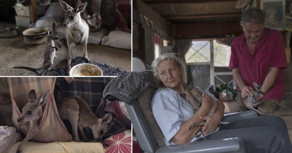 Australian Couple Saves 60 Kangaroos, Now They Live Together