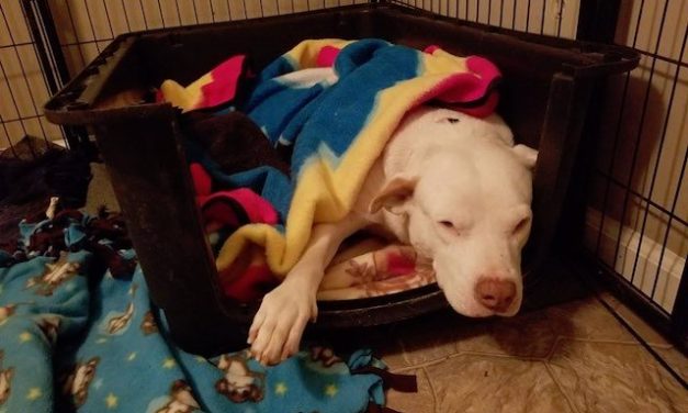 Mourning The Loss Of Her Puppies, This Rescue Dog Finds Comfort In The Weirdest Place