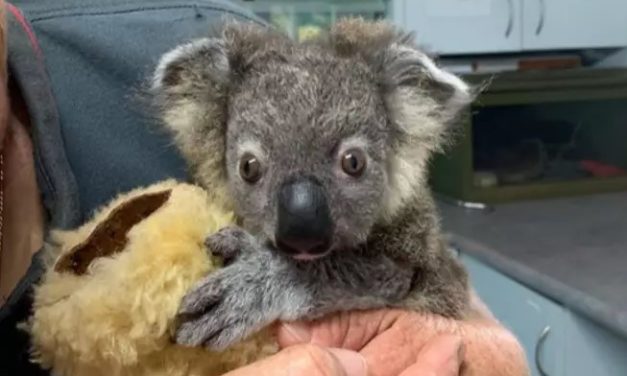 Little Koala That Was Found Close To Death Makes Incredible Recovery