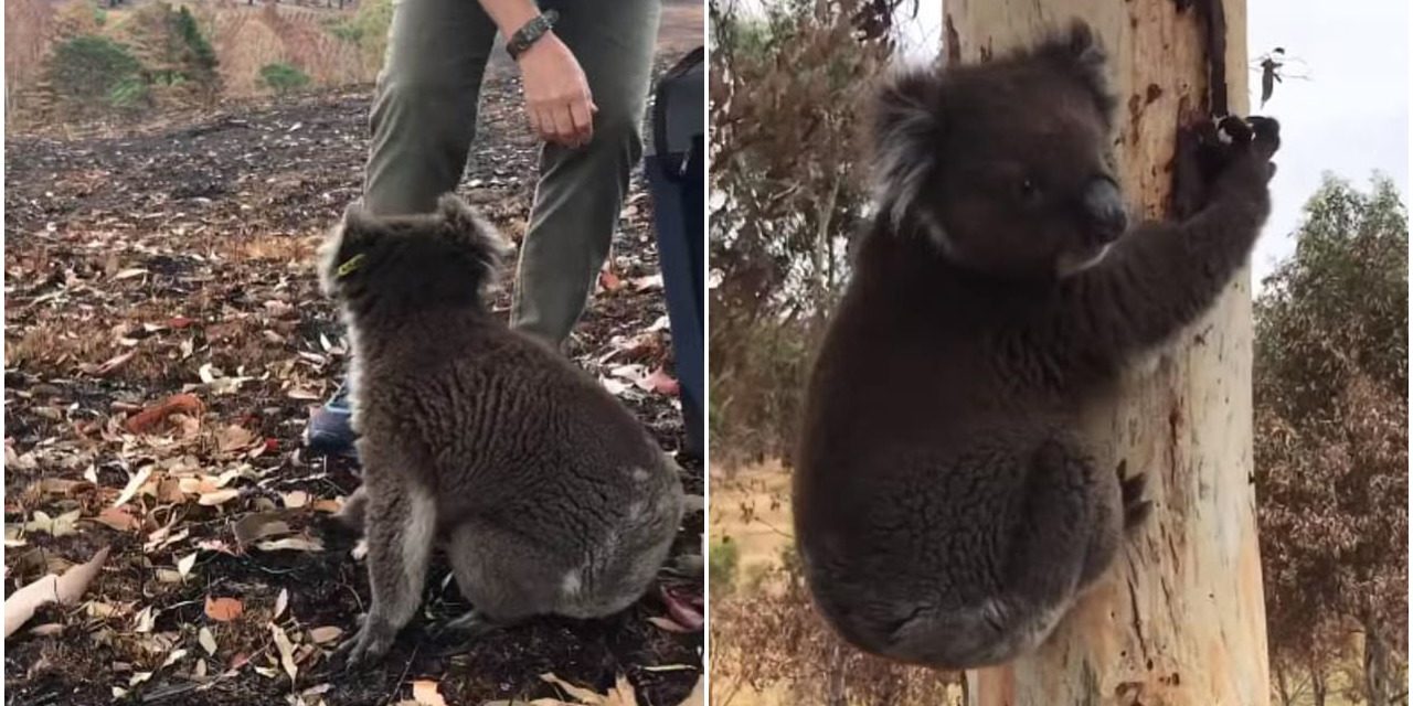 Bittersweet Moment The Last Koala From Adelaide Was Released Back To His Home