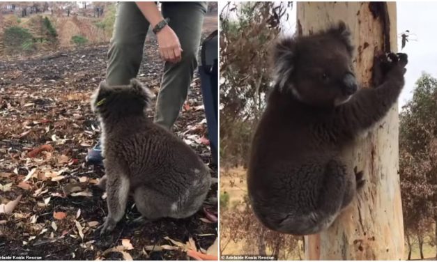 Bittersweet Moment The Last Koala From Adelaide Was Released Back To His Home