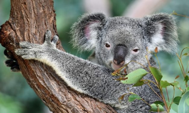 Australian Wildfires Leave Half a Billion Animals Dead, Including 8,000 Koalas