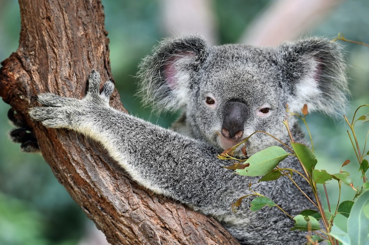 Australian Wildfires Leave Half a Billion Animals Dead, Including 8,000 Koalas