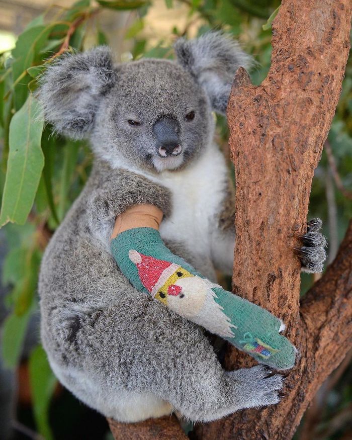hurt koala