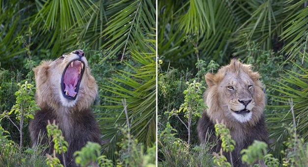 Enormous Lion Startles Photographer With Huge Scary Roar  – Then Smiles At Him