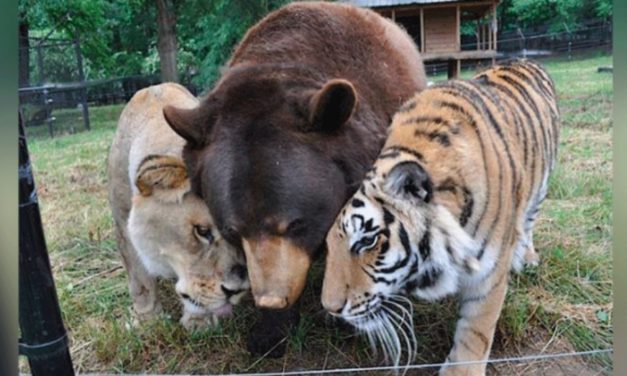 Lion, Tiger, And Bear Form An Inseparable Trio After Being Rescued As Cubs