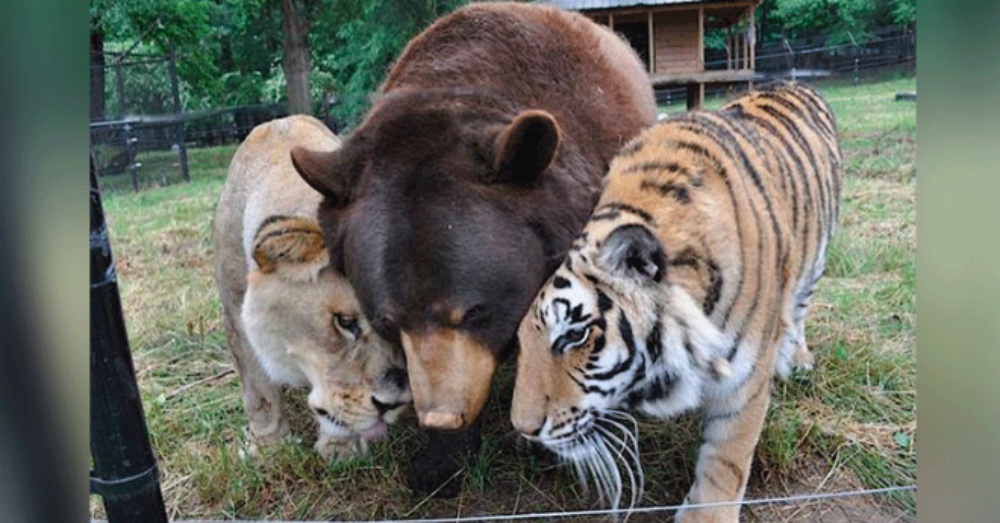 Lion, Tiger, And Bear Form An Inseparable Trio After Being Rescued As Cubs