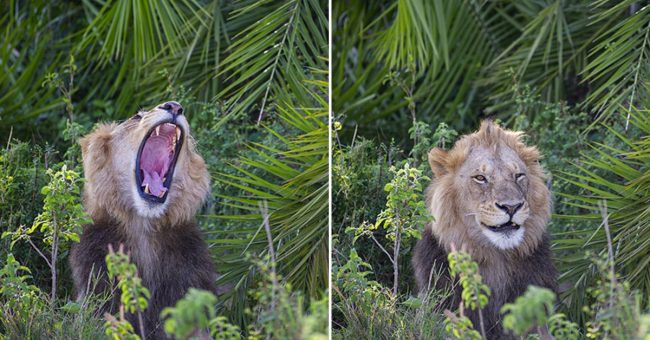 Enormous Lion Startles Photographer With Huge Scary Roar  – Then Smiles At Him