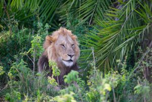 lion photographer