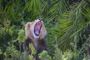 lion roar