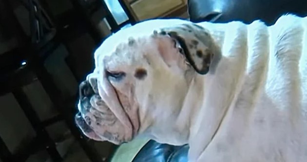 Pet Owner Left Devastated After Her Bulldog Dies During a Grooming Appointment Incident