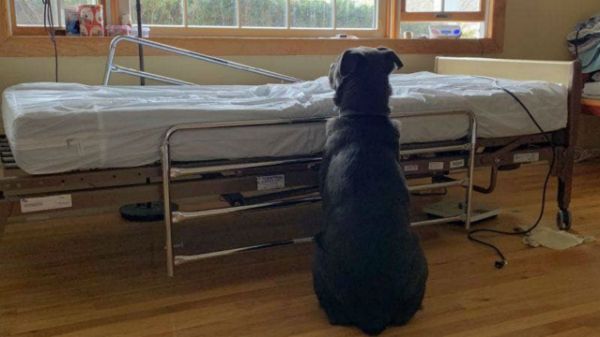 Loyal Dog Doesn’t Realize His Owner Is Gone Forever, Still Waits For Him Next To Empty Hospital Bed