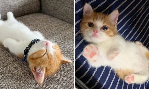 Meet Chata, The Tiny Munchkin Kitten Who Sleeps In The Most Adorable Way