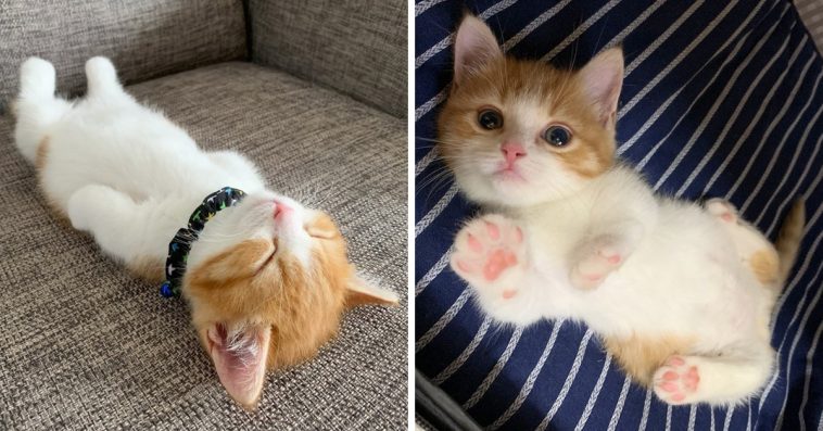 Meet Chata, The Tiny Munchkin Kitten Who Sleeps In The Most Adorable Way