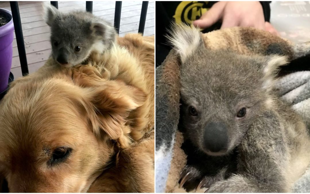Golden Retriever Comes Home With A Baby Koala She Rescued