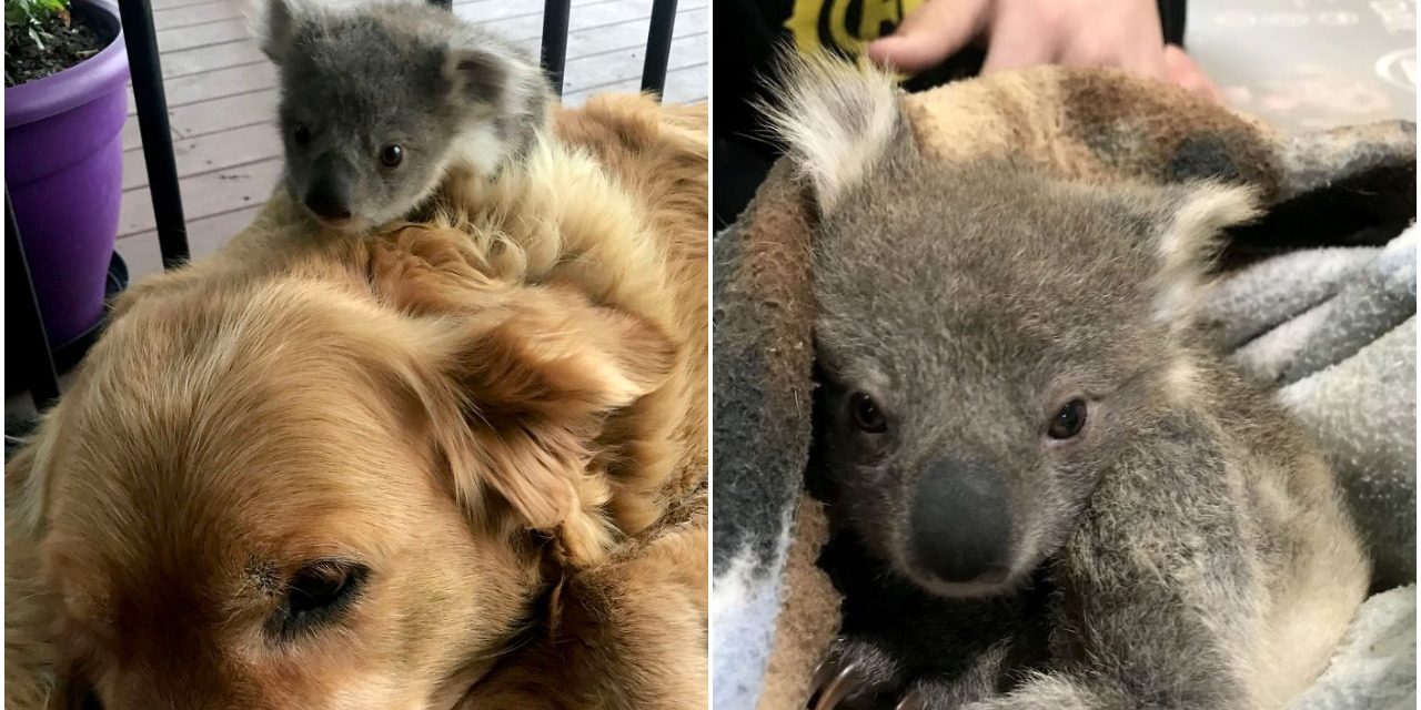 Golden Retriever Comes Home With A Baby Koala She Rescued