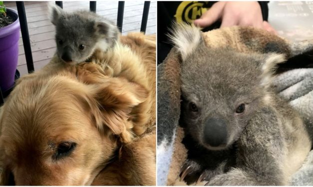 Golden Retriever Comes Home With A Baby Koala She Rescued